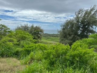 Lush Coastal Vegetation Overlooking Ocean