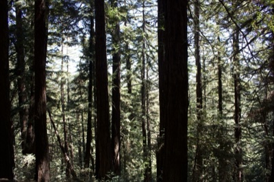 Tall Redwoods in Sunlit Forest