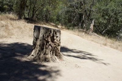 Hollowed Tree Stump on Forest Trail
