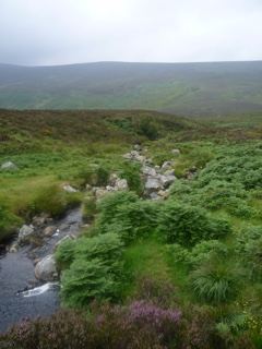 Moorland Stream In Upland Valley