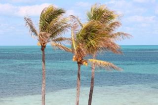 Windblown Palms Over Turquoise Sea