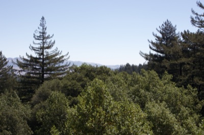 Forest canopy with tall conifers
