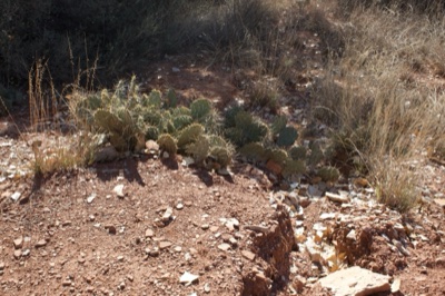 Prickly Pear Cactus on Desert Slope