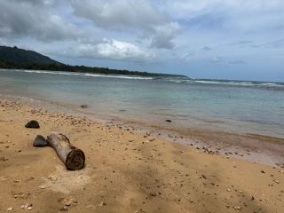 Tropical Beach with Driftwood and Ocean