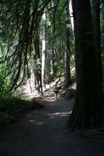 Forest Trail With Hiker In Sunlight