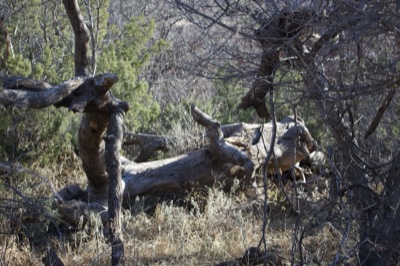 Fallen Tree in Dry Brushland