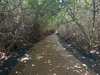 Tree Tunnel Path Through Mangroves