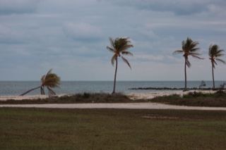Wind Bent Palms Over Coastal Beach