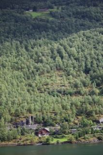Forested Hillside Over Fjord