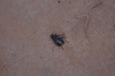 Black Beetle on Sandy Ground