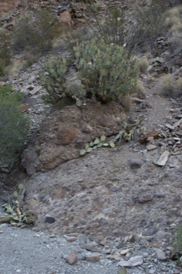 Desert cactus on rocky slope