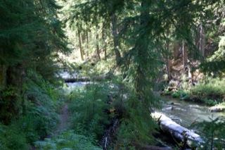 Forest Trail Beside River