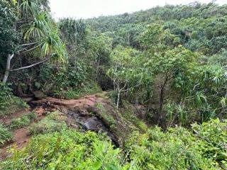 Lush Tropical Forest Trail