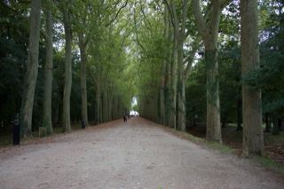 Tree-Lined Avenue in Park