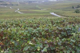 Vineyard Rows Over Rolling Hills