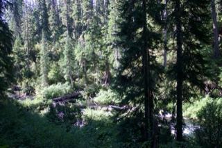 Sunlit Conifer Forest With Stream