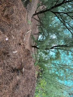 Pine Needle Slope Beneath Tree