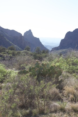 Desert Mountains with Prickly Pear Cactus