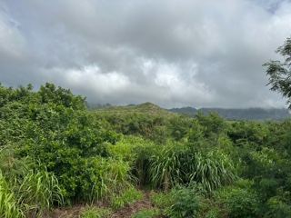 Overcast Tropical Hillside with Dense Vegetation