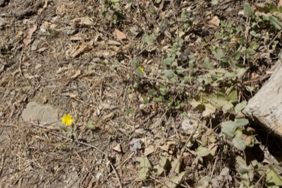 Yellow Wildflower on Dry Forest Floor
