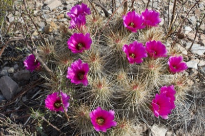 Pink Flowering Hedgehog Cactus Desert
