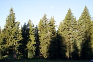 Evergreen Forest Under Clear Blue Sky