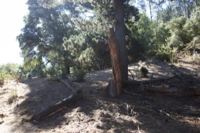 Sunlit Forest With Fallen Tree Trunk