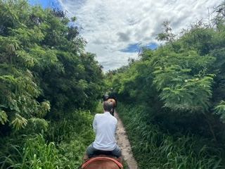 Horseback Ride Through Lush Trail