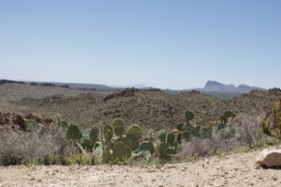 Desert Prickly Pear Cactus Landscape