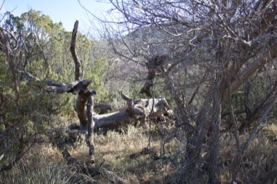 Dry scrubland with fallen tree