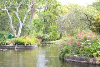 Tropical Garden Pond with Lush Foliage