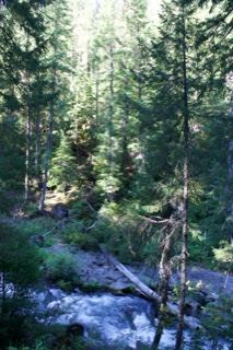 Sunlit Forest Stream in Mountain Woods