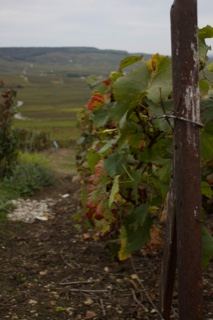 Vineyard Row With Wooden Post