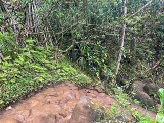 Muddy Forest Trail in Lush Jungle
