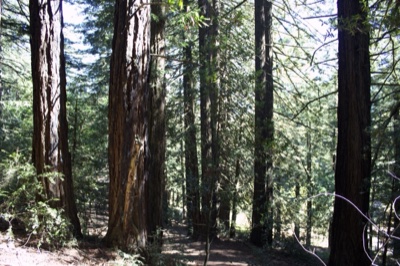 Redwood Forest Tall Trees