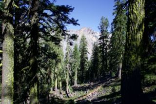 Forest View of Mountain Peak
