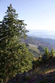 Mountain Ridge with Evergreen Trees