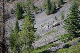 Rocky Mountain Slope with Evergreen Trees