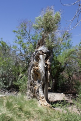 Hollowed Tree Trunk With New Growth