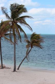 Palm Trees on Tropical Beach