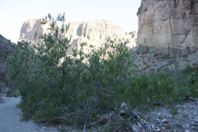 Desert shrub beside canyon trail