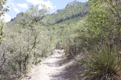 Mountain Trail Through Green Foliage