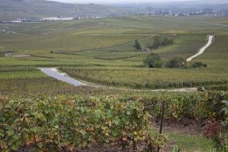 Rolling Vineyard Landscape in Countryside