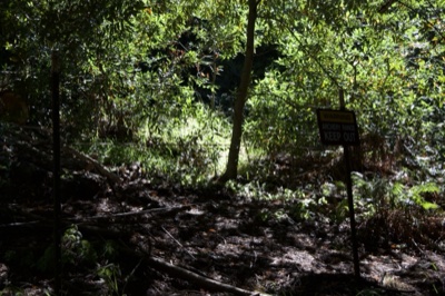 Sunlit Forest Trail With Signpost