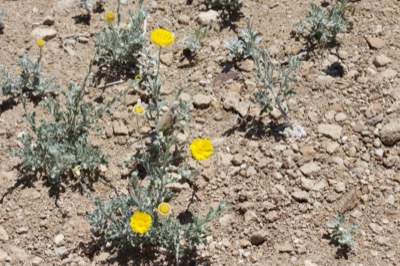 Yellow Desert Marigold on Rocky Soil