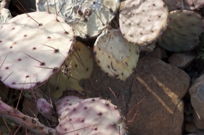 Pale Prickly Pear Cactus Pads