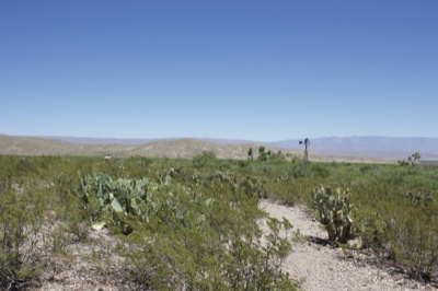 Desert scrub landscape with cactus