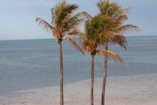 Palm Trees on Tropical Beach Shore