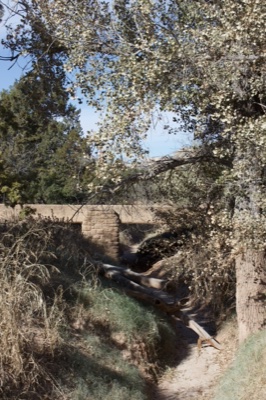 Dry arroyo beneath flowering tree